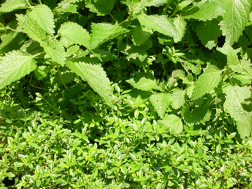 herbs up close