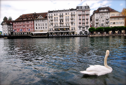 Luzern Swan