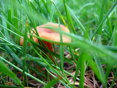 2010-06-07 mushrooms 002