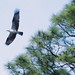 Osprey on Honeymoon Island, FL