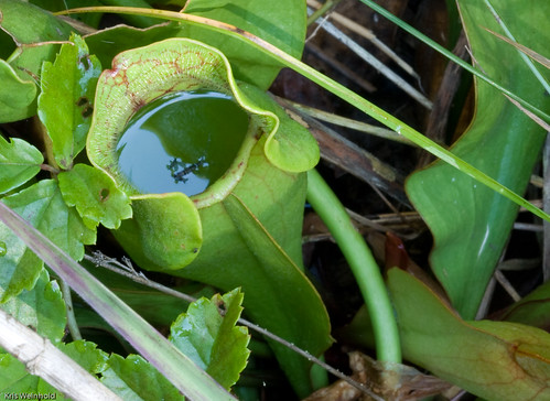 Pitcher Plant filled with water (Sarracenia purpurea)