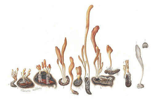 Clavaria militaris (Cordyceps militaris)
