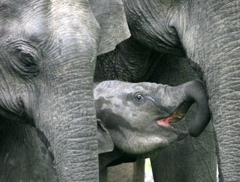 Baby Elephant at Bandipur 9Jun07