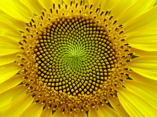 fibonacci numbers shape