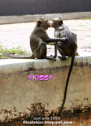 kissing monkey