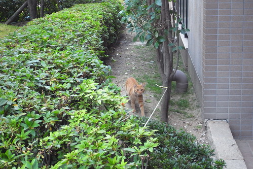 Today's Cat@2010-06-10