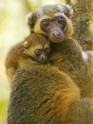 Image result for golden bamboo lemur