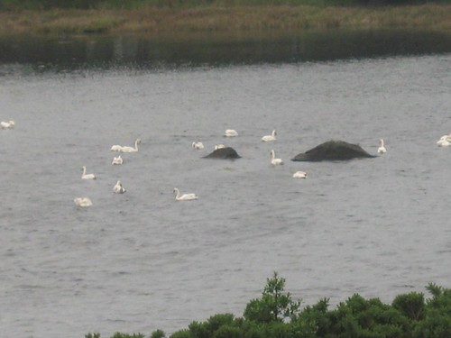 Connemara Swans
