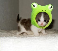 Frog Kitten