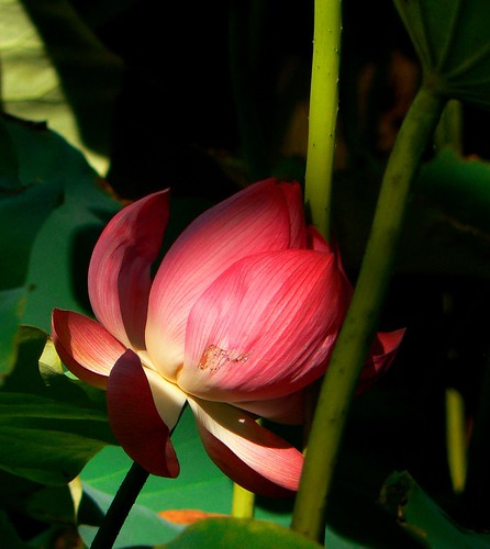 Sun-touched Lotus Bloom