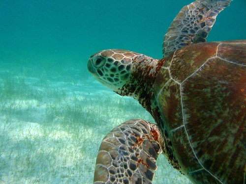 這麼美的一個畫面，對海龜而言卻是一輩子的挑戰! 圖片來源：Robert van Dam/ seaturtle.org