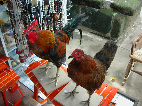 June 9 2010 stuffed chickens in mercardo viejo, Masaya