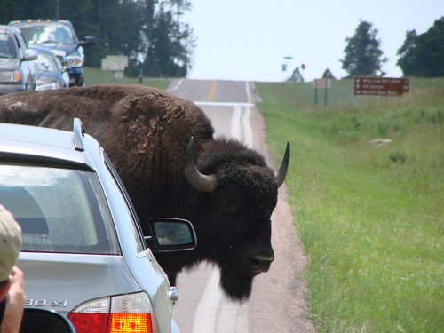 Traffic Jam in Custer State Park