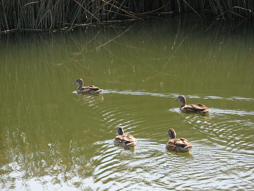 Ducks on the Mallard Trail