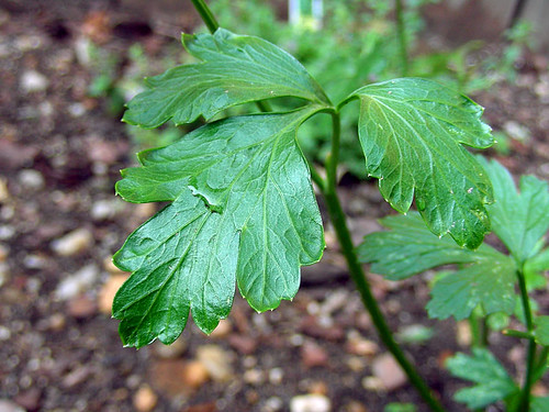 Flat Leaf Parsley (macro)
