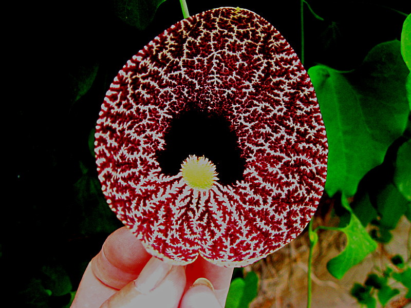 05-06-2010-flower-like-embroidered2-aristolochia