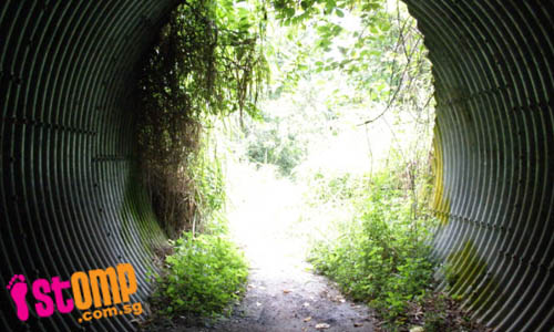  Safe or not? Neglected tunnel is covered with overgrown vegetation