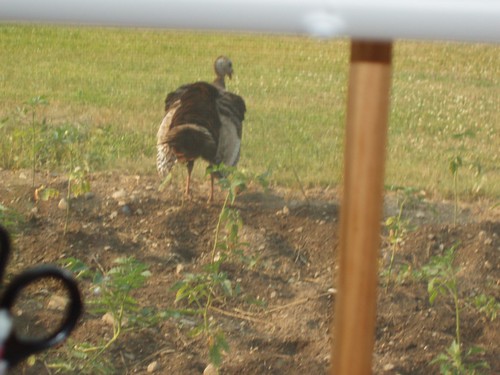 there's a turkey outside my window!