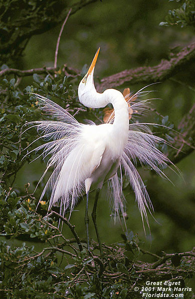 egret in tree