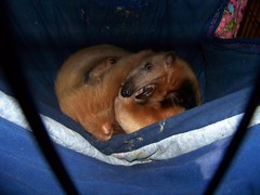 Eldorado curled in his hammock