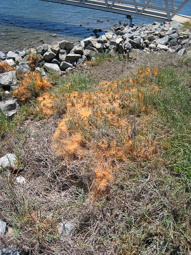 Salt marsh restoration--parasitized