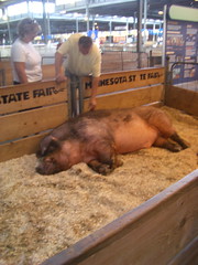 MN Largest Boar