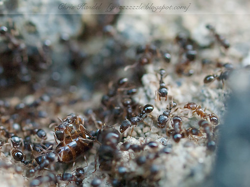 A Billion Ants