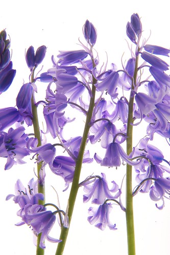 フリー写真素材|花・植物|モクセイ科|ライラック・リラ・ムラサキハシドイ|