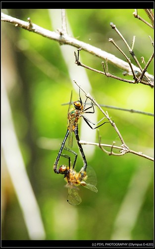 Unidentified Dragonflies