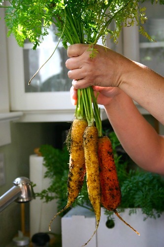 harvesting the last of the carrots