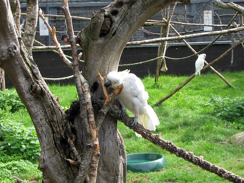 White-crested Cockatoo at play