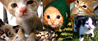6cute-kitten-collage