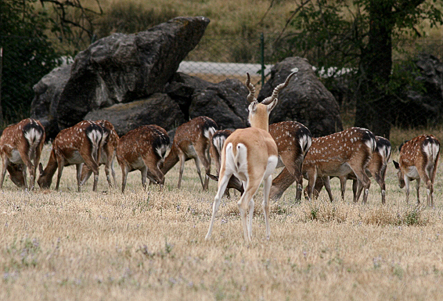 Sika Deer Ignoring a Black Buck