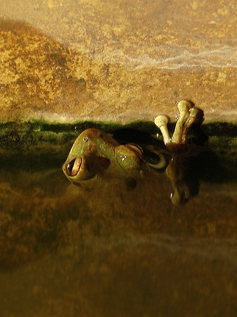 Frog Under Water