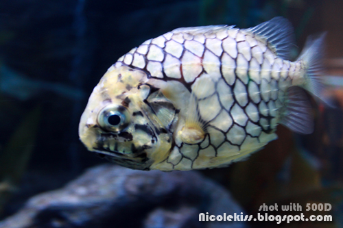 speckled fish