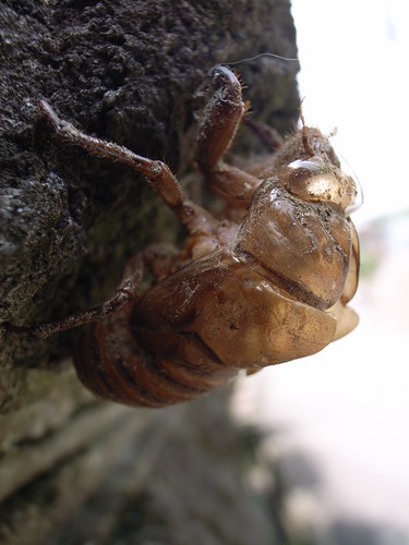 Cicada's shell