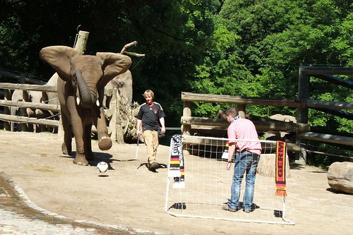 2010-06-02_Elefanten-Kick-Off (03) © Barbara Scheer & Zoo Wuppertal