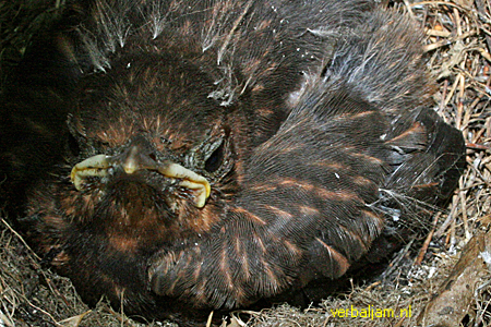 Young blackbird in nest 2