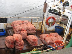 6th August, Unloading Cockles