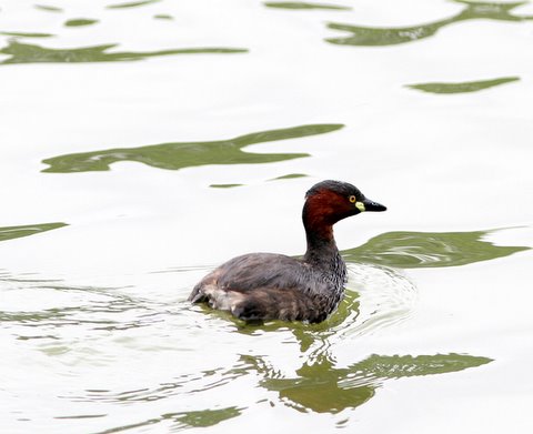 little grebe in breeding plumage lalbagh 070907