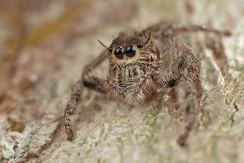 ... a beautiful Jumping Spider ...