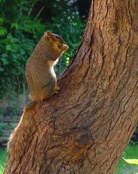 squirrel-08
