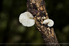 Tiny Fungi II