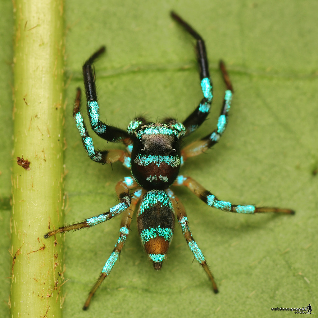 Blue Striped | Jumper | Salticidae (by Sir Mart Outdoorgraphy™)