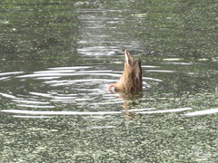 duck bottom, Meijer Garden august 2007