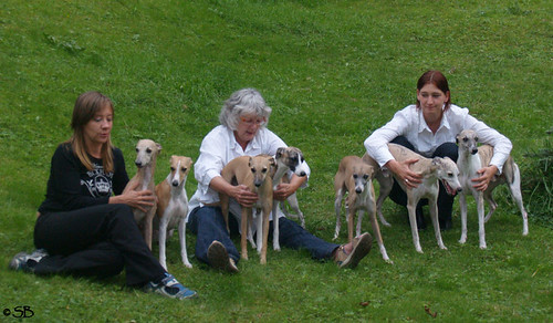 Gruppe mit Whippets