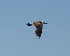 Adult Heerman's gull mid-flap