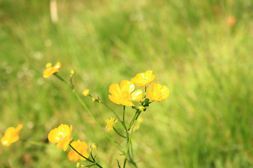 Buttercup Meadow in Yorkshire