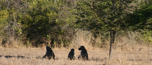 Baboons in the shade
