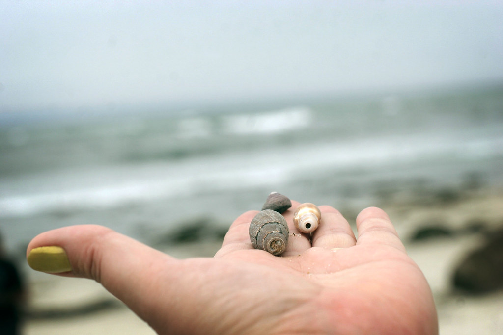 I found some shells